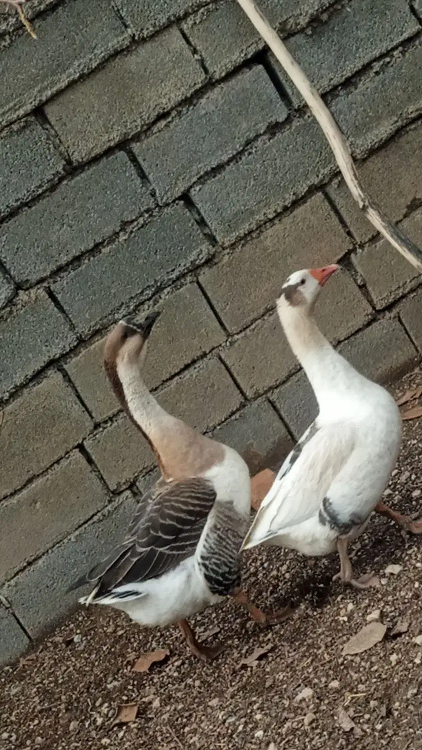 قوقاز جوان و سالم|حیوانات مزرعه|الشتر, |دیوار