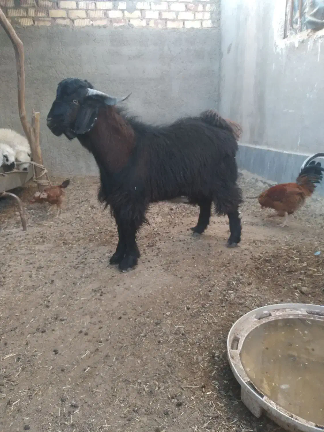 کهره نر|حیوانات مزرعه|زابل, |دیوار