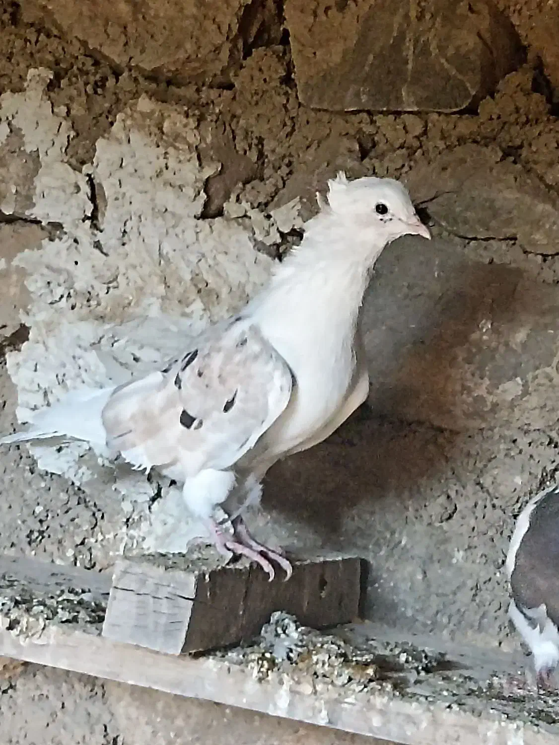 کبوتر دوکت|پرنده|سیسخت, |دیوار