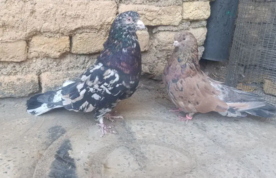 کبوتر سرور و زرد|پرنده|فارسان, |دیوار