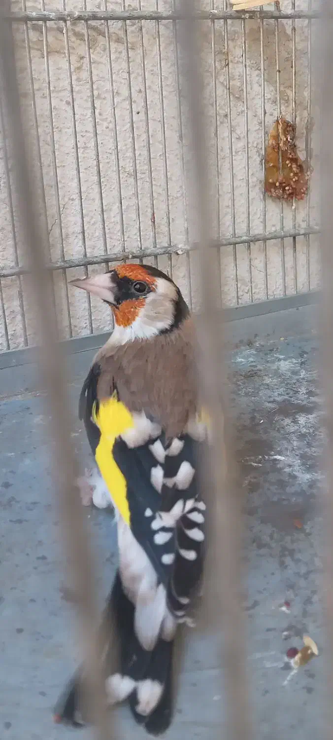 سهره نره نقاب قفل سرو نقاب دار|پرنده|کهریزک, |دیوار