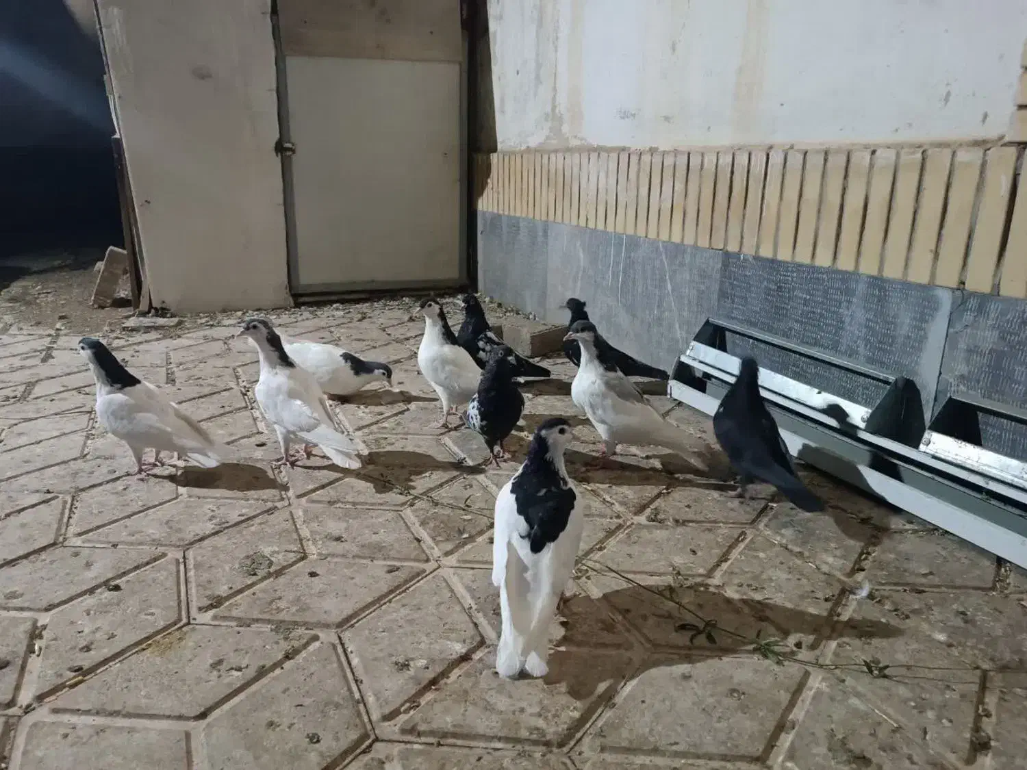 تعداد۱۰عددجوجه‌آماده‌ی‌جلدشدن|پرنده|چناران, |دیوار