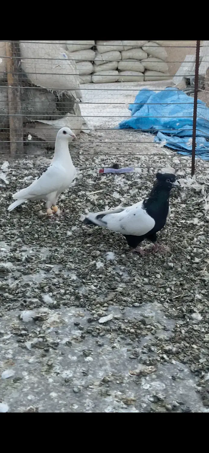 سه تا غریبگیری نر|پرنده|تاکستان, |دیوار