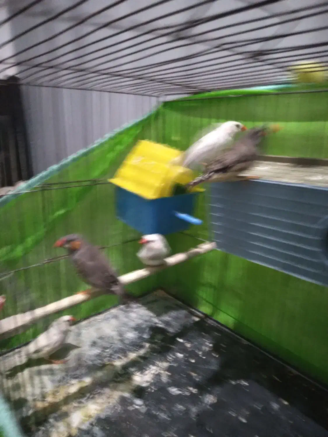 فنچ زیبا ۳جفت یک جفت تخم گذار آماده|پرنده|اندیشه, اندیشه فاز ۱|دیوار