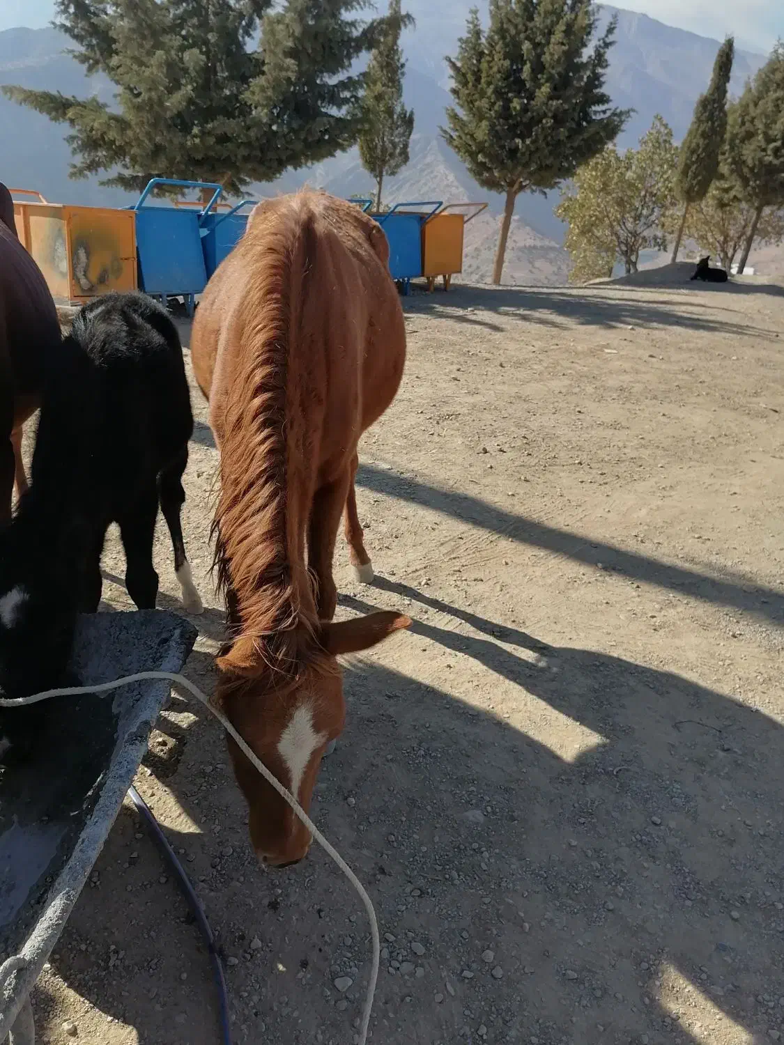 کره اسب فروشی|اسب و تجهیزات اسبسواری|دزپارت, |دیوار