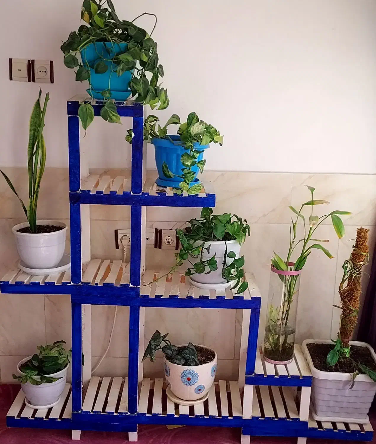 استندگل بزرگ و کوچیک|گل و گیاه طبیعی|شیروان (خراسان), |دیوار