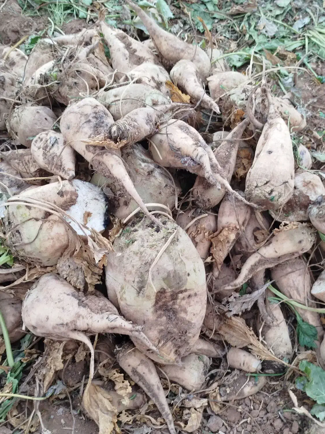 چغندر فقط برای خوراک دام|عمده‌فروشی|بشاریات, |دیوار