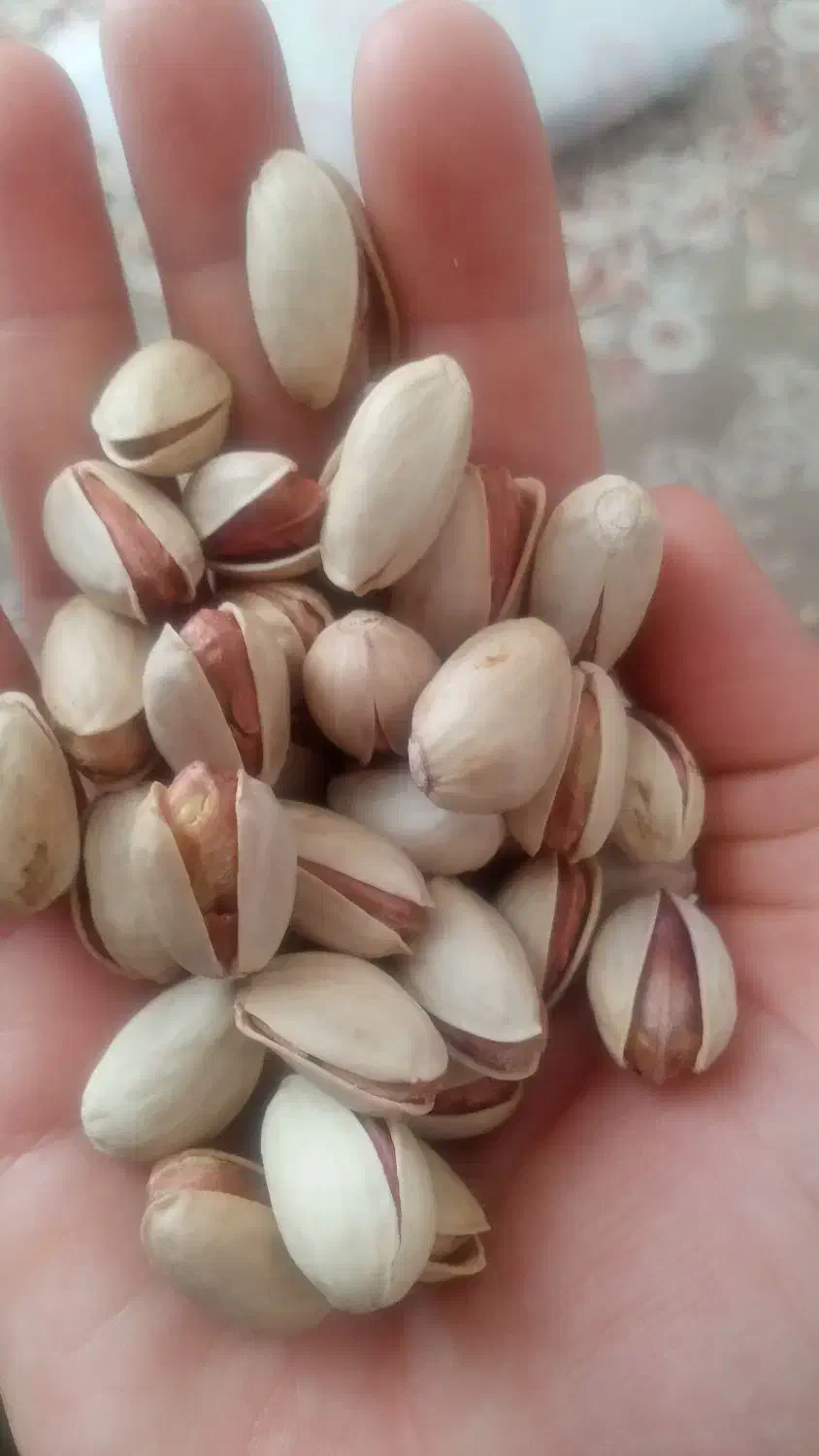 پسته درشت و درجه ۱|خوردنی و آشامیدنی|سروستان, |دیوار