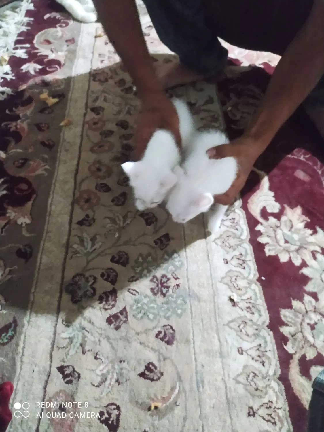 گربه|گربه|گرگان, |دیوار