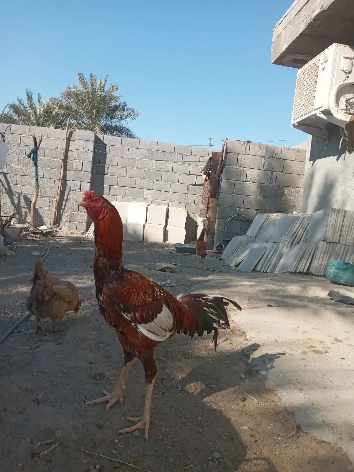 سلام یک عدد خروس درجه یک برای فروش|حیوانات مزرعه|میناب, |دیوار