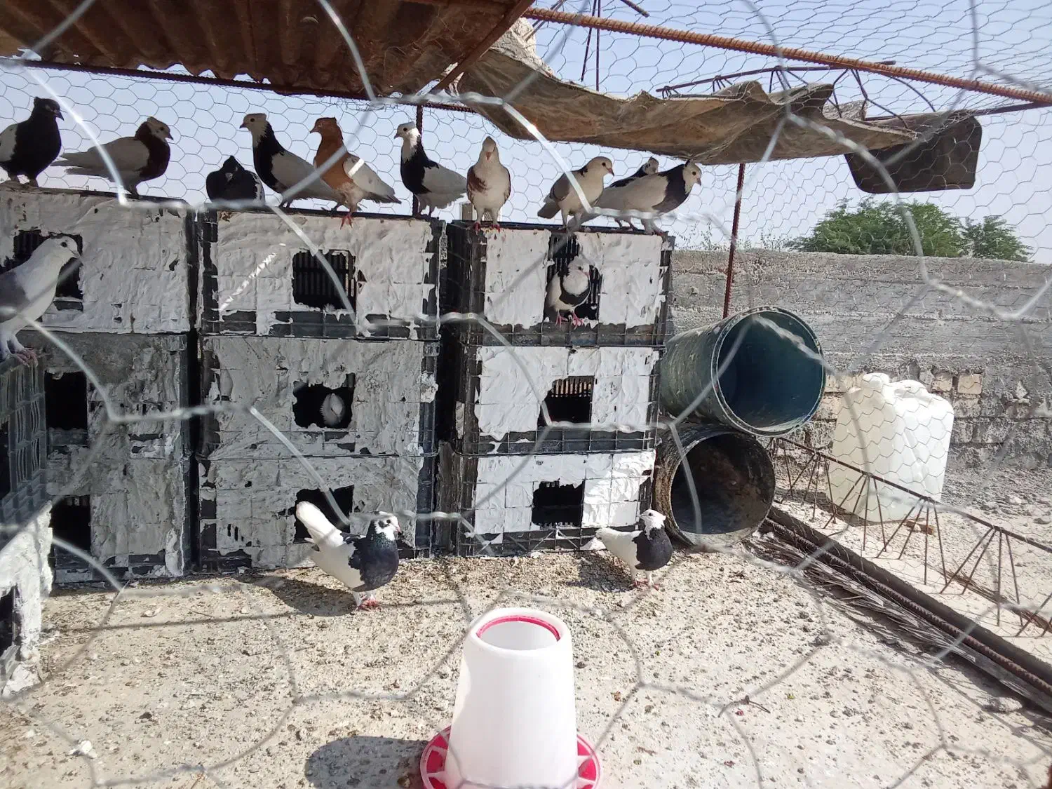 به دلیل نگه داشتن|پرنده|دهرم, |دیوار