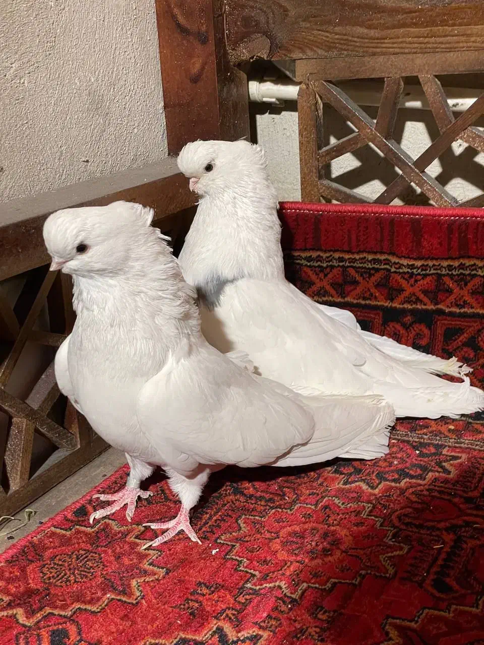 کبوتر نوک قنار|پرنده|الوند, |دیوار