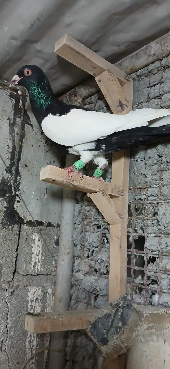 نر دوری|پرنده|دزفول, |دیوار