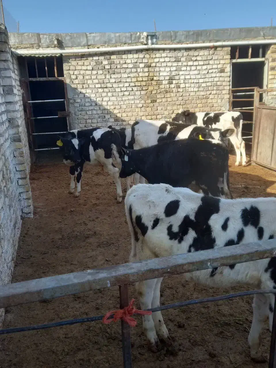گوساله قطع شیر|حیوانات مزرعه|قم, باغ کرباسی|دیوار
