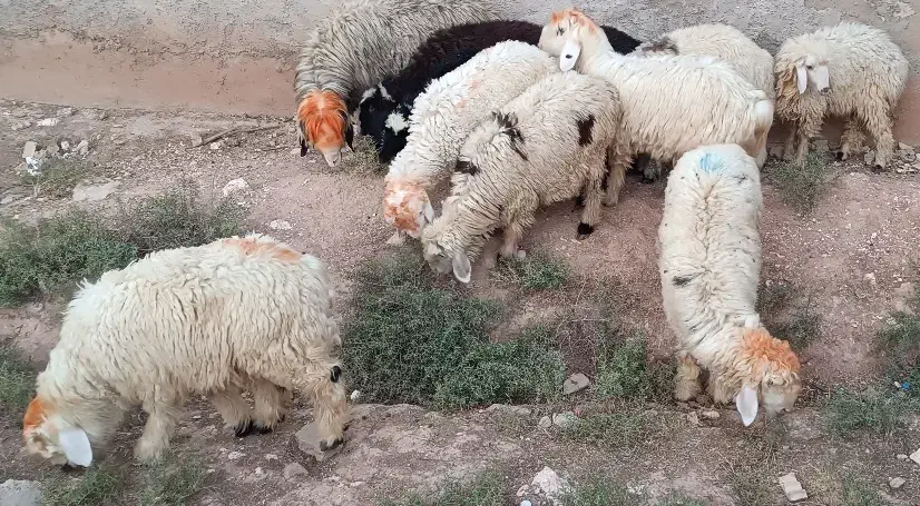 بره پرواری|حیوانات مزرعه|مسجد سلیمان, |دیوار