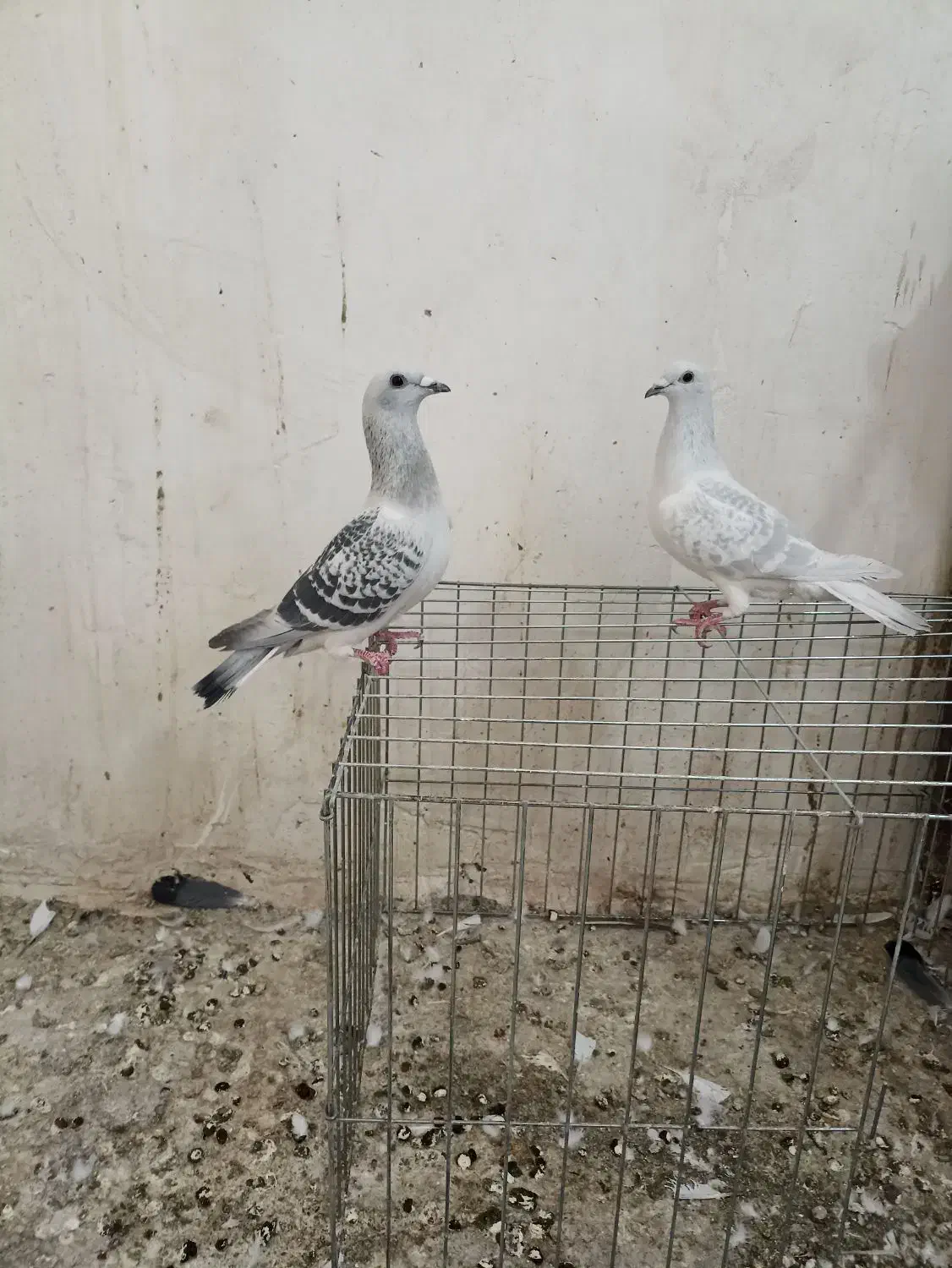 دو ماده پولک|پرنده|قائن, |دیوار