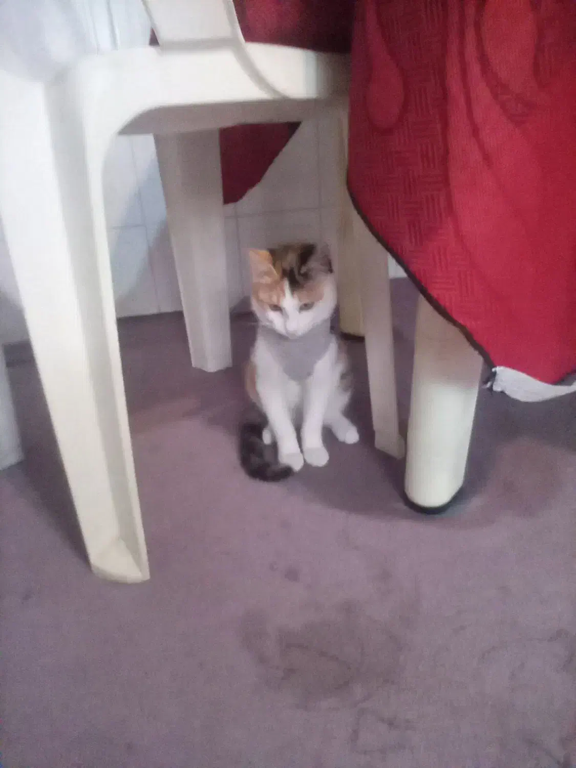 گربه میکس بریتیش با دی اس اچ|گربه|چالوس, |دیوار