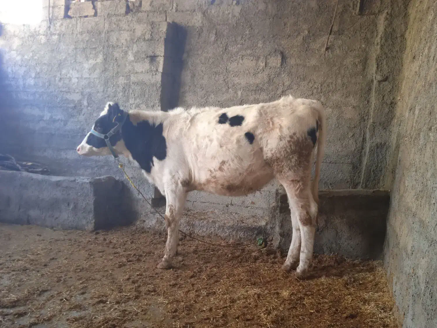 گوساله هولشتاین|حیوانات مزرعه|چگنی, |دیوار