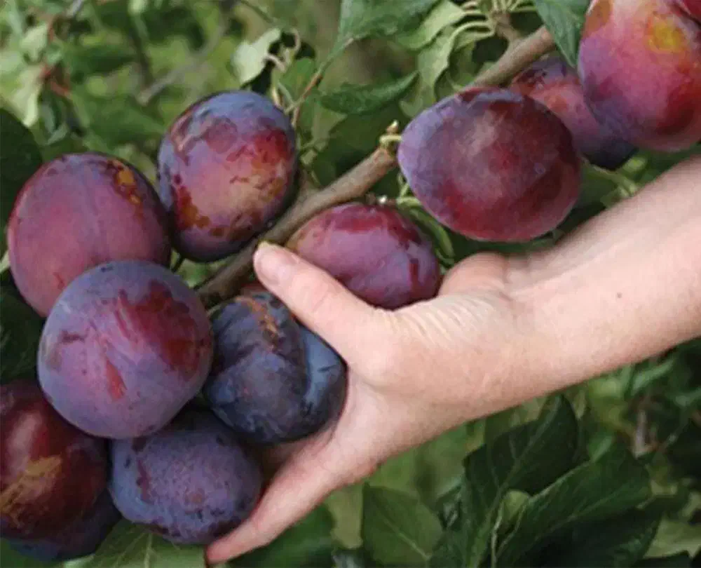 نهال آلو توسرخ|خدمات باغبانی و درختکاری|فومن, |دیوار