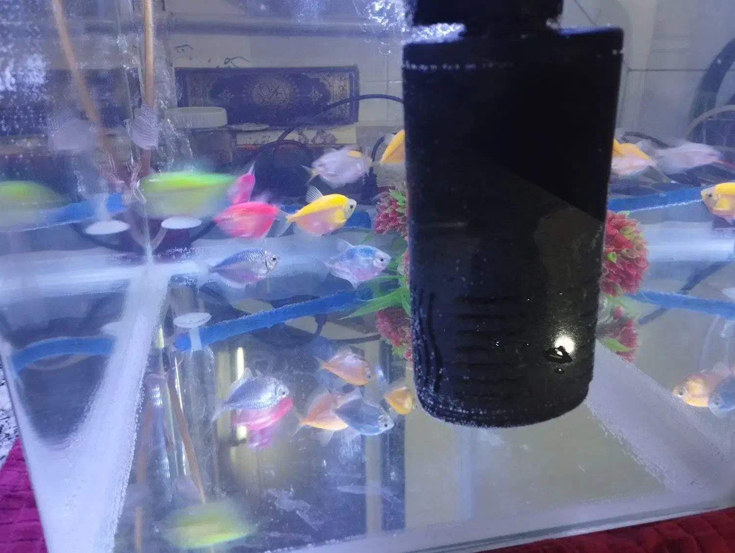 آکواریوم|ماهی|قم, یزدان‌شهر|دیوار