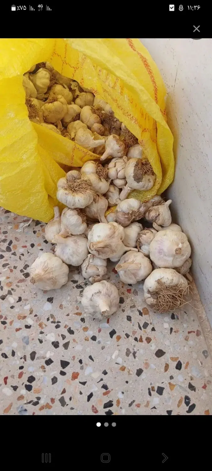 سیر|خوردنی و آشامیدنی|طبس, |دیوار