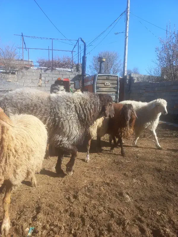 قوچ ضمانتی|حیوانات مزرعه|گرمخان, |دیوار