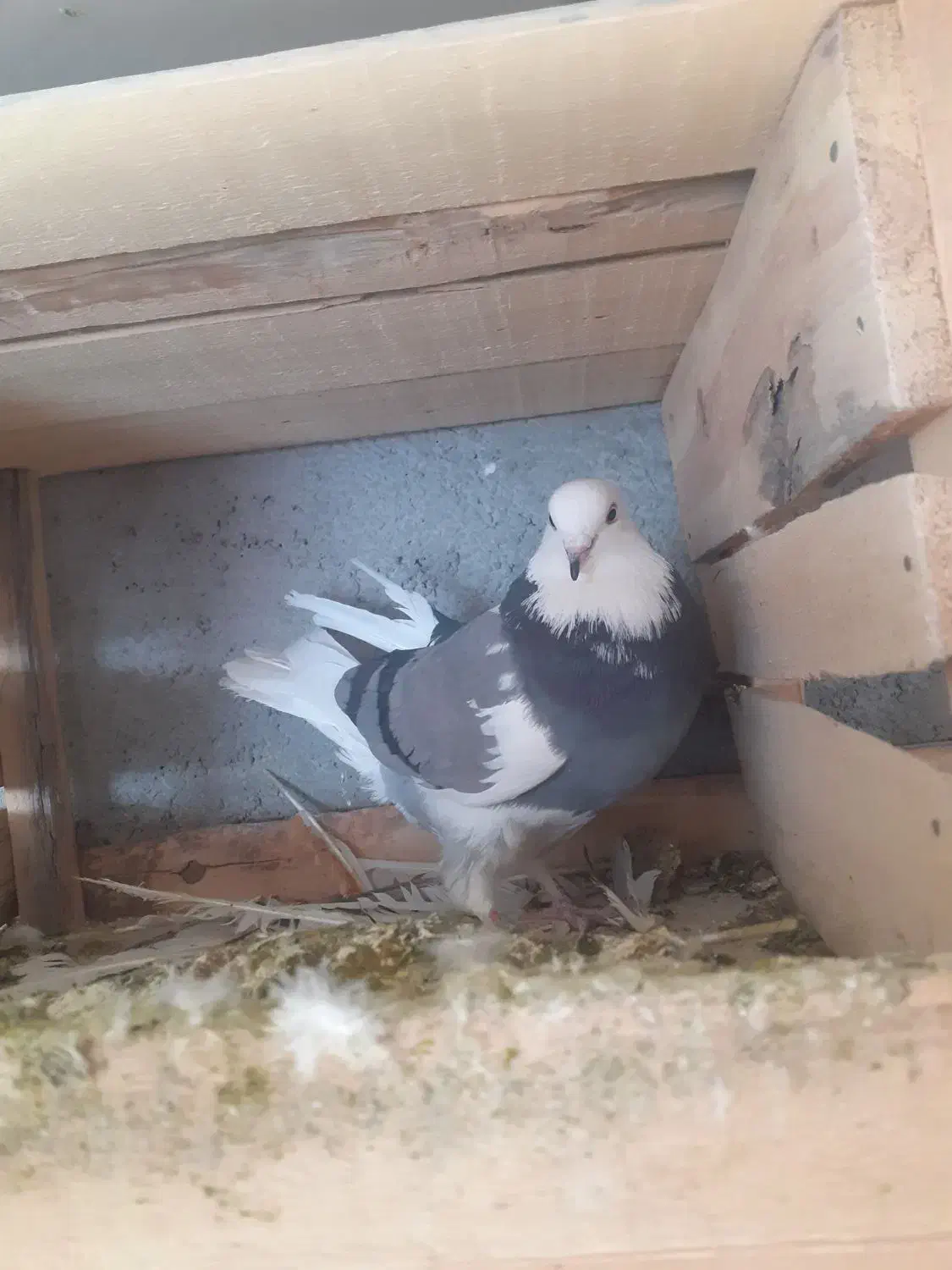 کبوتر|حیوانات|ملایر, |دیوار