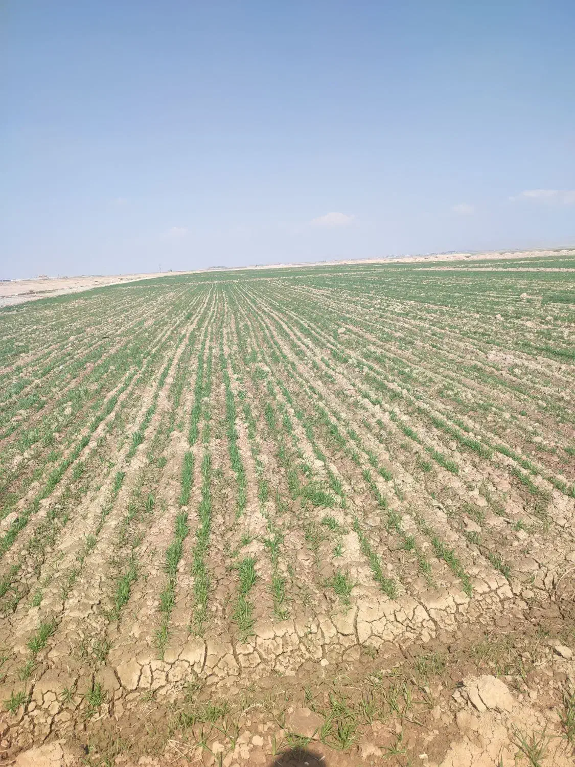 زمین کشاورزی سنددار باآب چاه موتورچناران|فروش دفتر صنعتی، کشاورزی، تجاری|گلبهار, نوبهار|دیوار