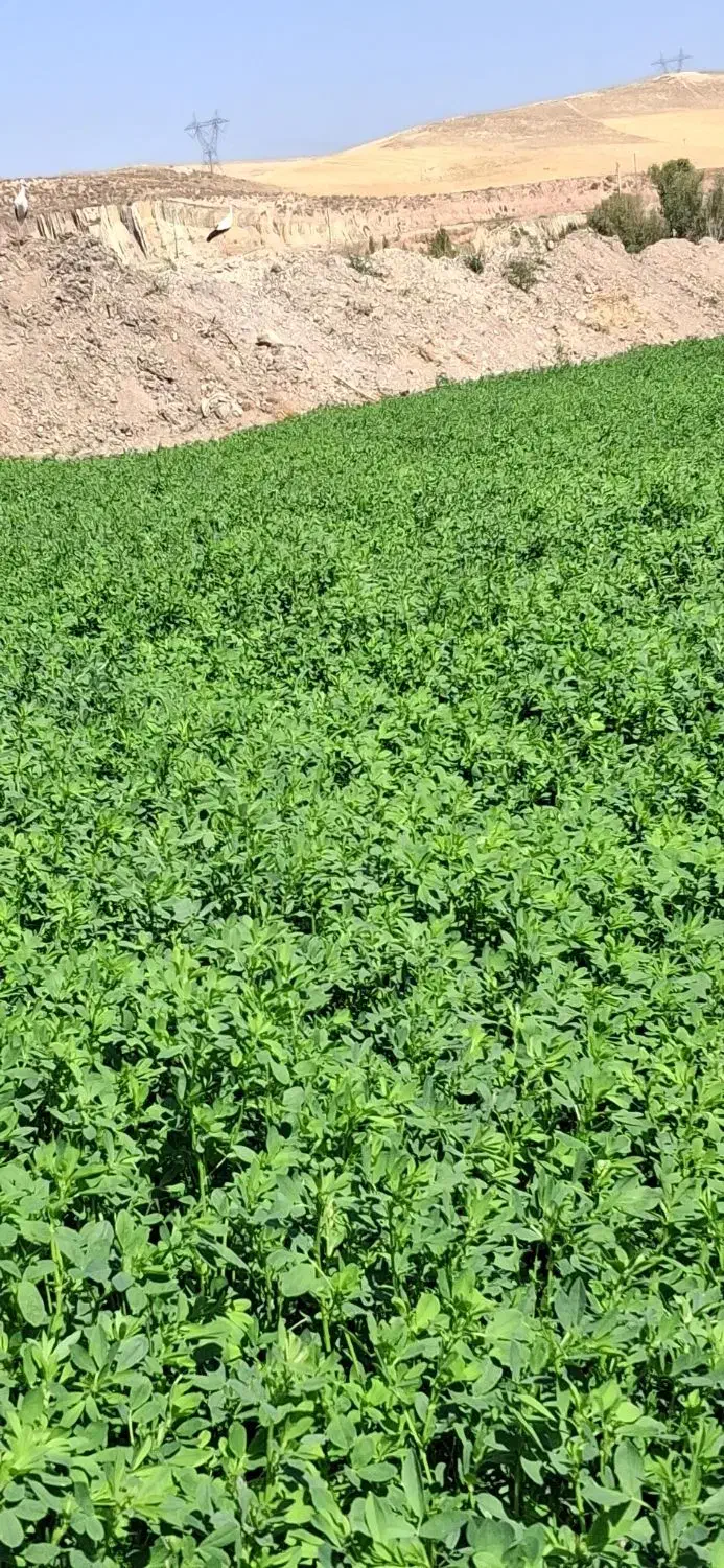 یونجه خالص پشه دورا پرس شده|خدمات باغبانی و درختکاری|اردبیل, |دیوار