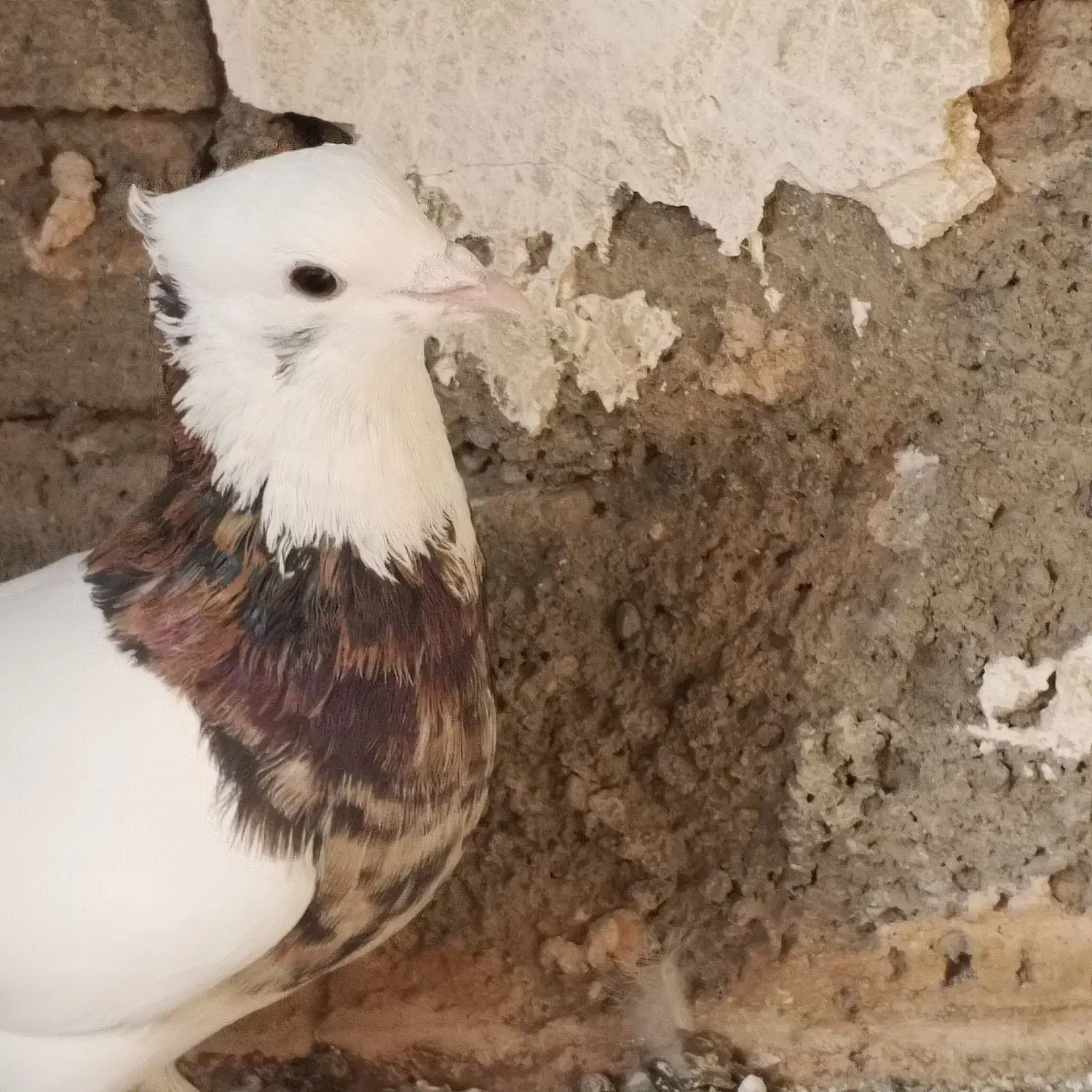 طوقی هفت رنگ. به شرط تخم جوجه|پرنده|سبزوار, امیر کبیر|دیوار