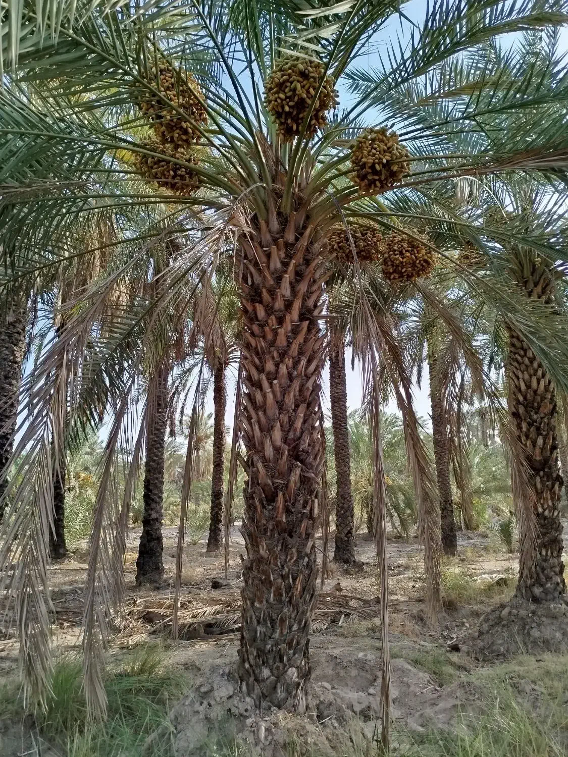 فروش زمین کشاورزی حاجی اباد معدنوییه|فروش دفتر صنعتی، کشاورزی، تجاری|حاجی آباد, |دیوار