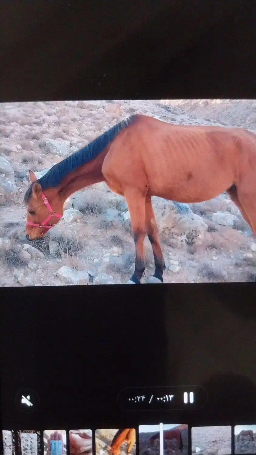 اسب|اسب و تجهیزات اسب‌سواری|بجنورد, |دیوار