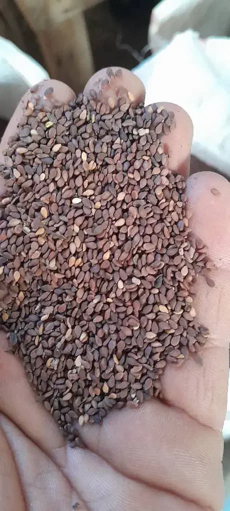 کنجد|عمدهفروشی|حمیدیه, |دیوار