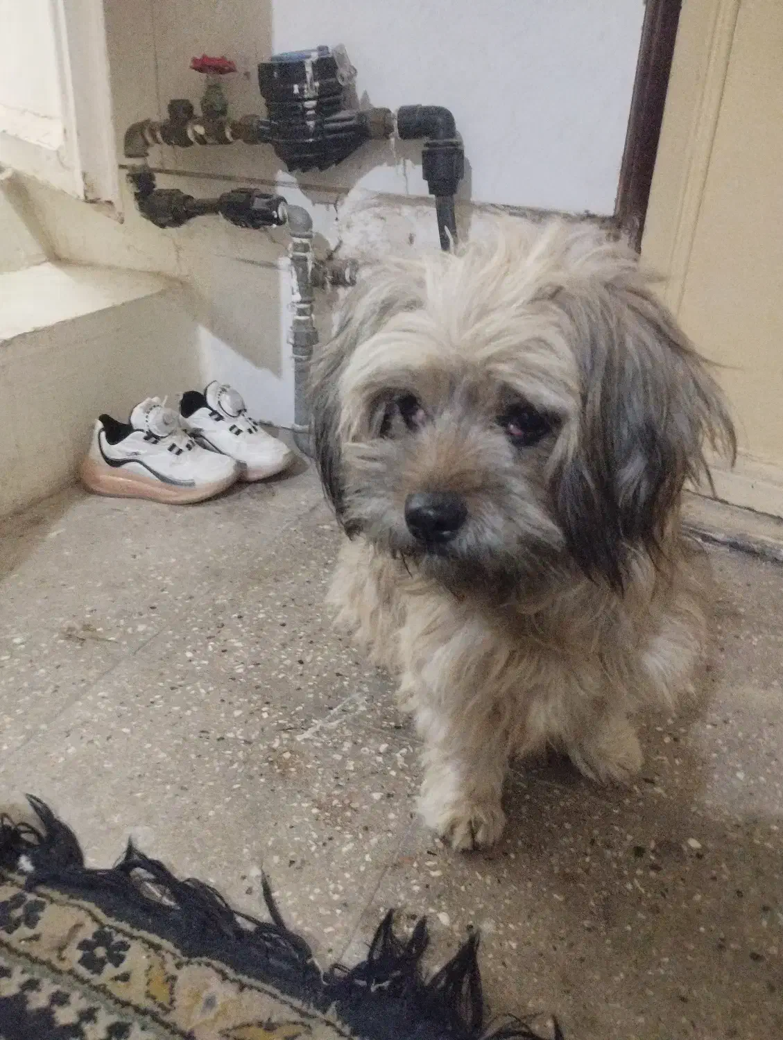 سگ کوچولو مهربان وبازیگوش|سگ|آفتاب, |دیوار