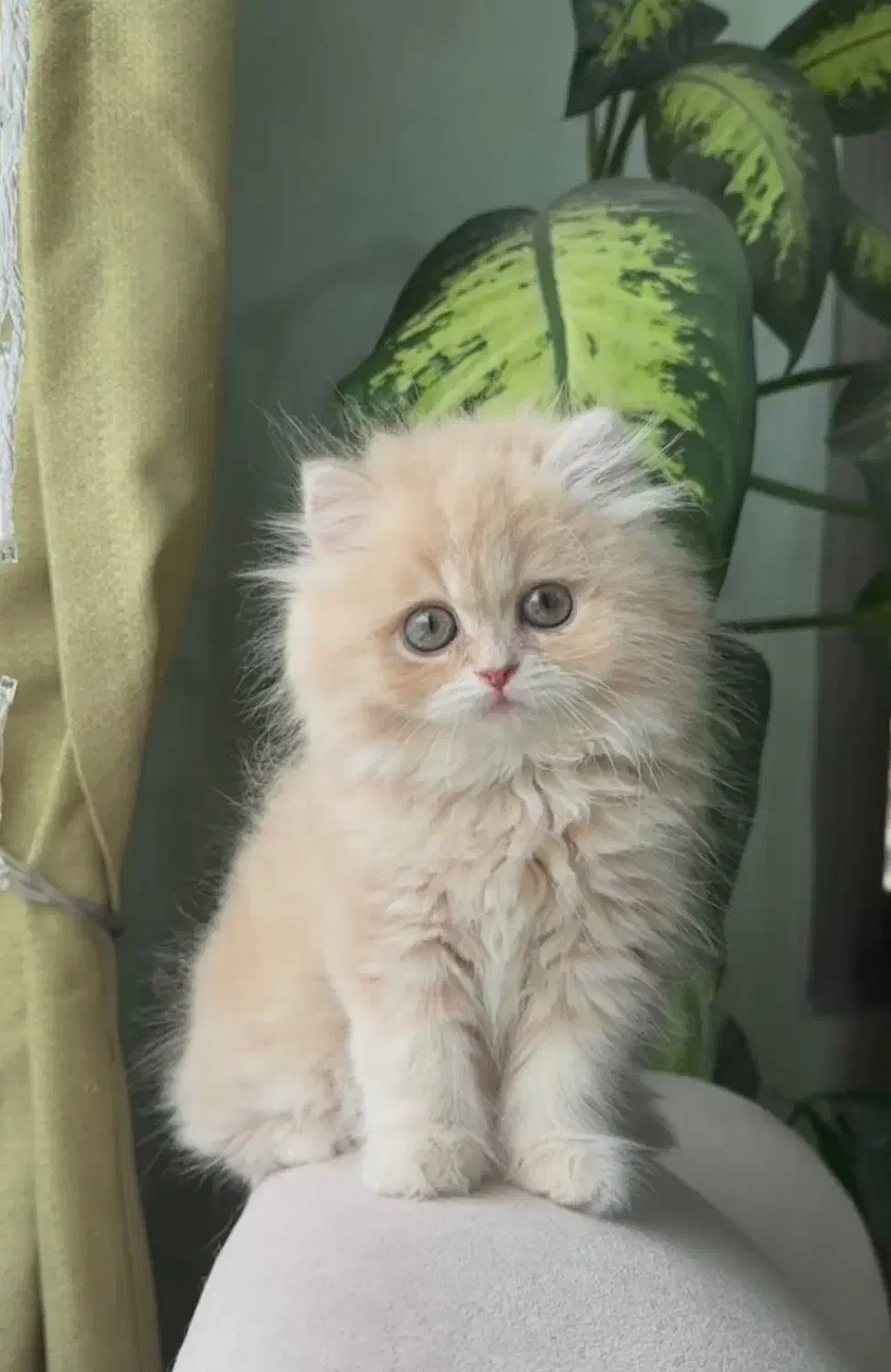 ملوس|گربه|قم, زنبیل آباد|دیوار