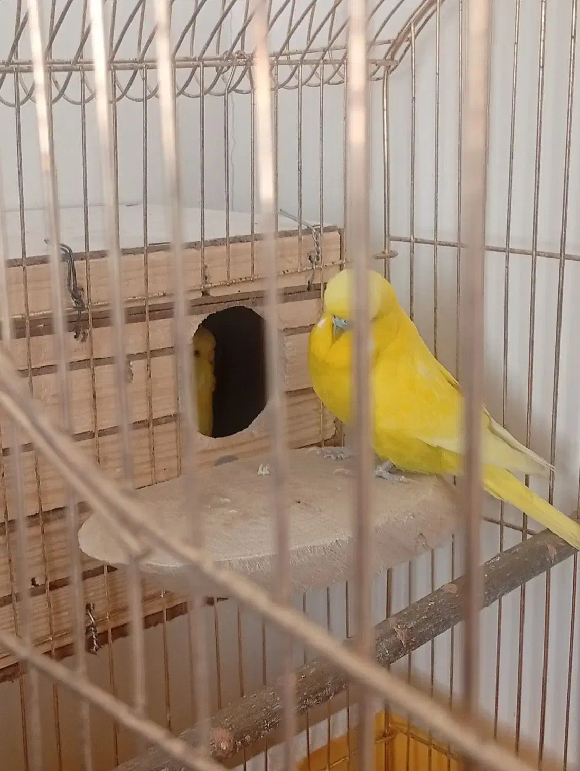 مرغ عشق انگلیسی|پرنده|فردیس, داوری|دیوار