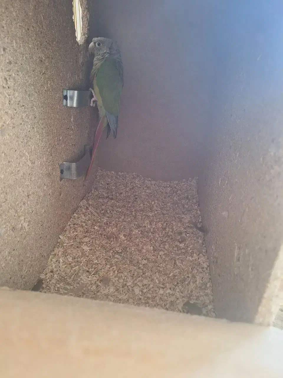 فروش انواع عروس وگرینجگ|پرنده|سپیدان, |دیوار