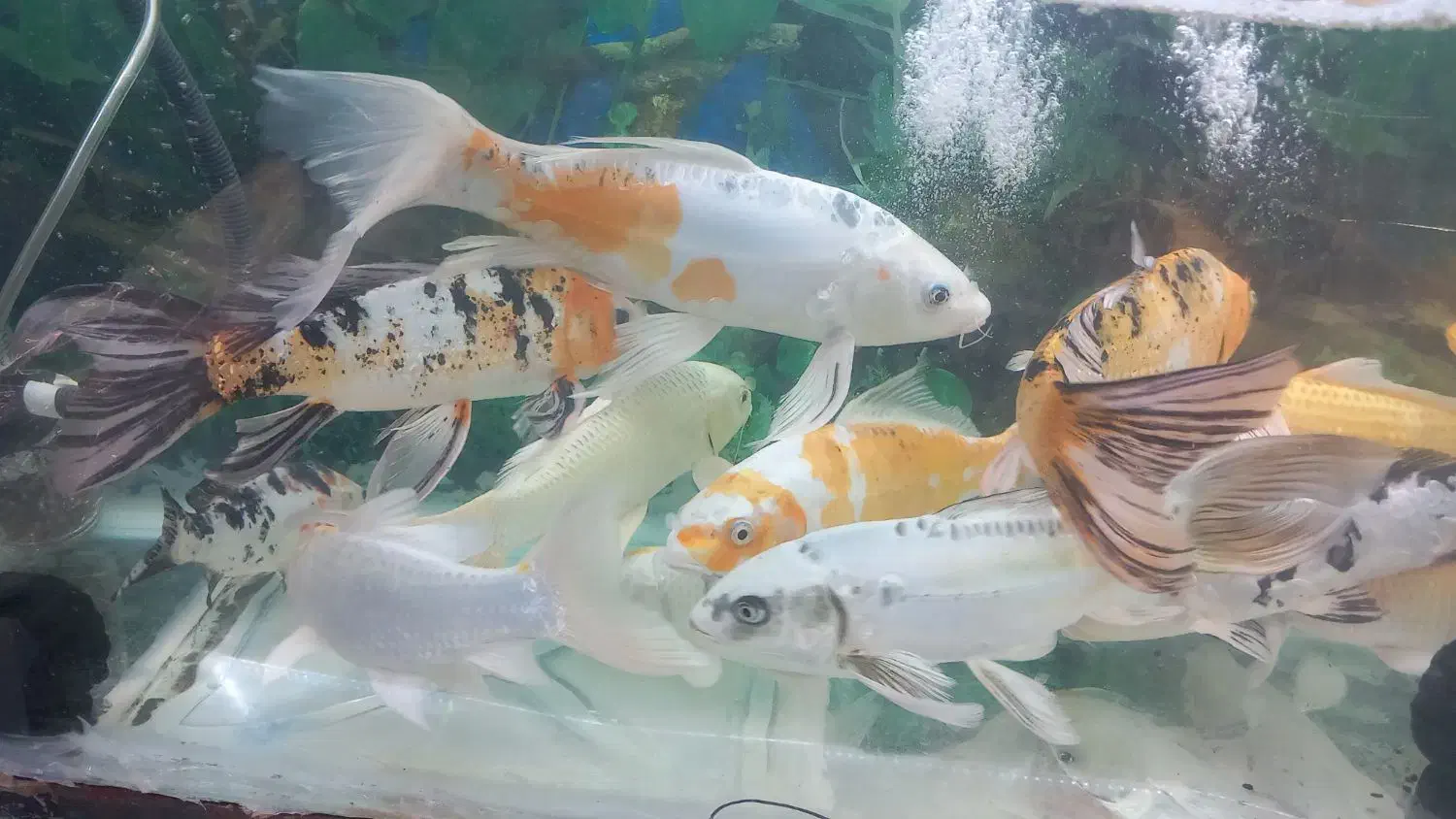 کوی مولد|ماهی|اصفهان, باب الدشت|دیوار