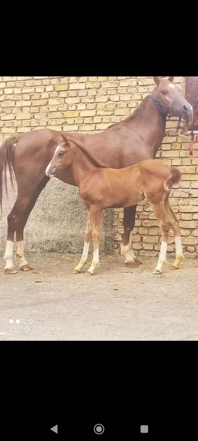 اسب|اسب و تجهیزات اسب‌سواری|یزد, |دیوار