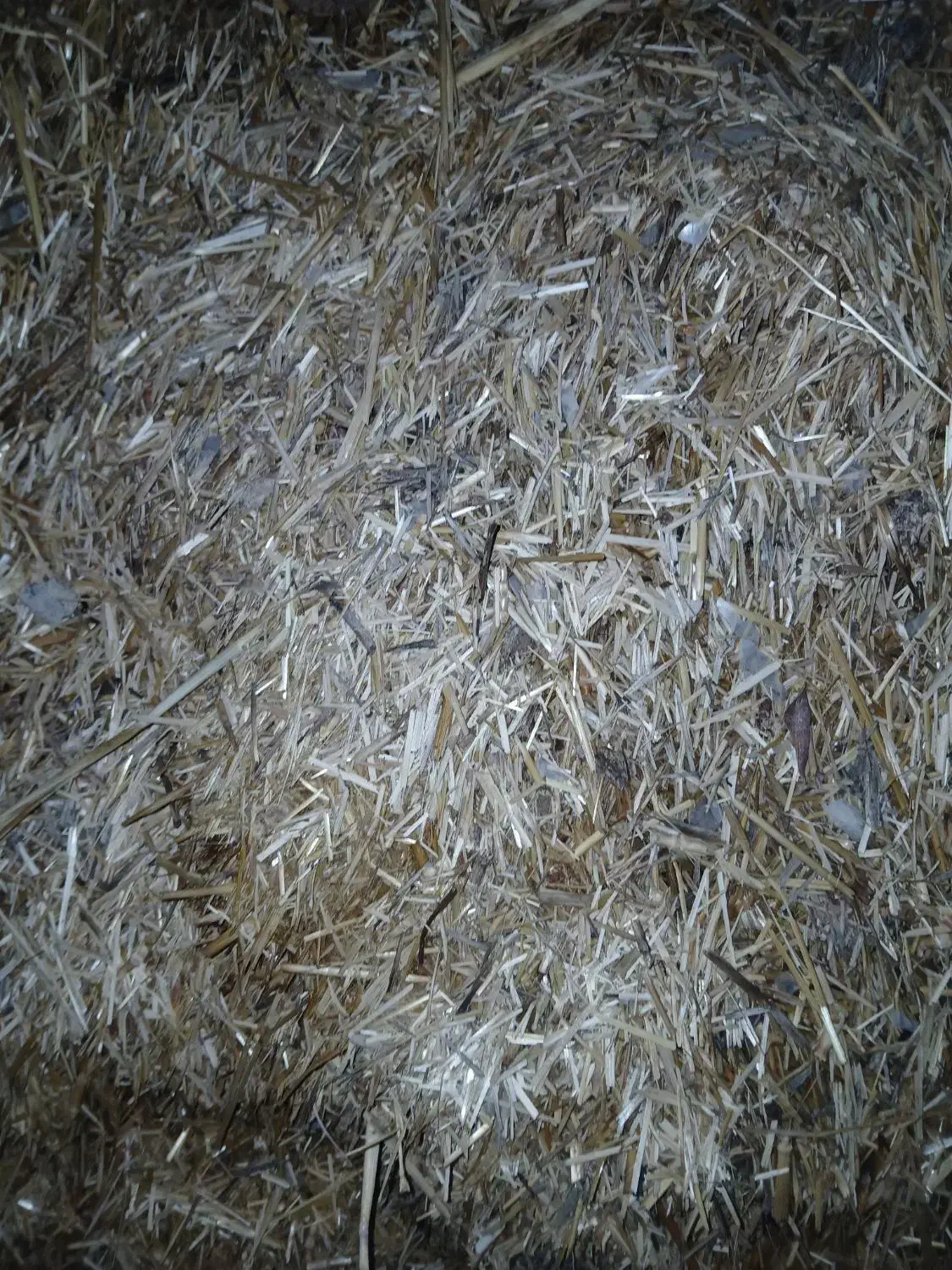 کاه برا کاه گل|لوازم جانبی حیوانات|مرودشت, رودبال|دیوار