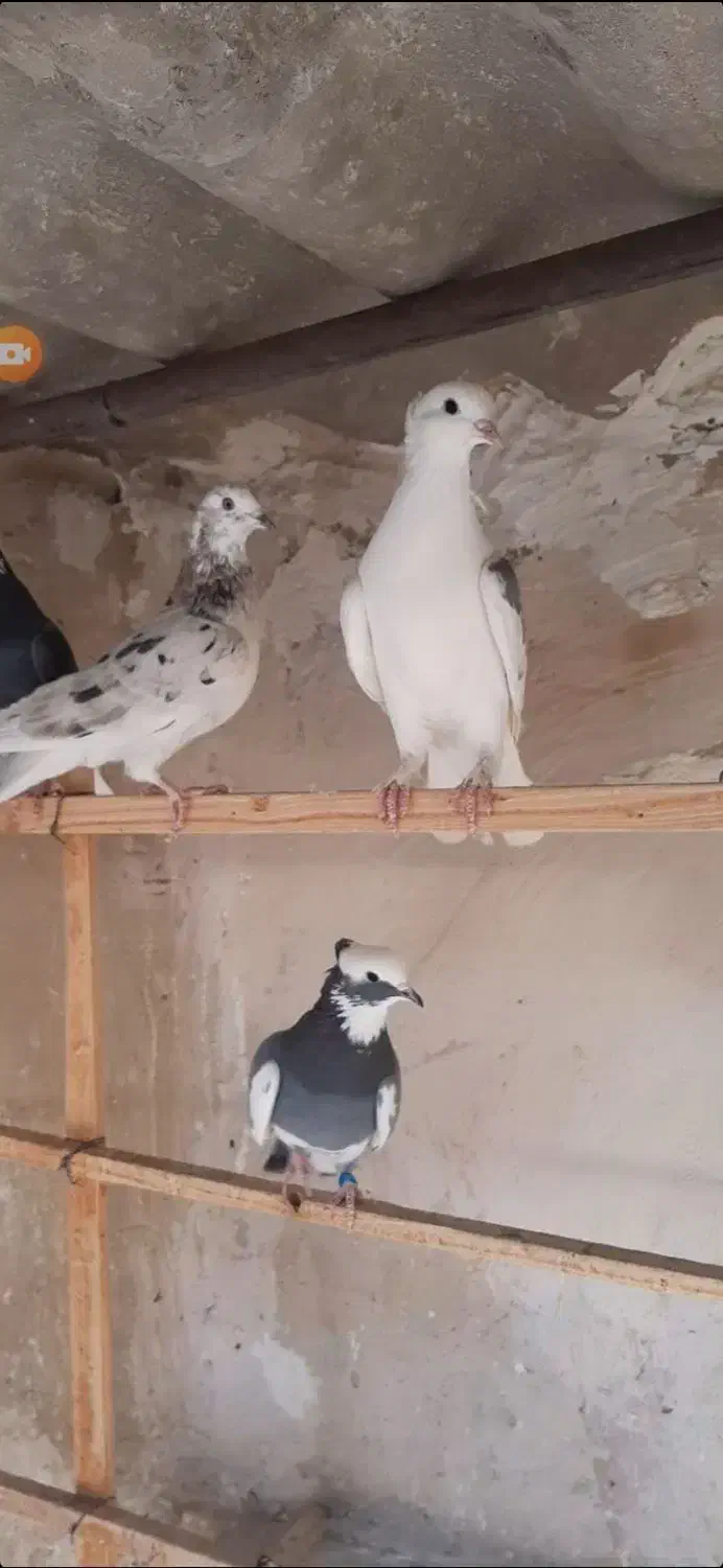 کبوتر|پرنده|تفرش, |دیوار