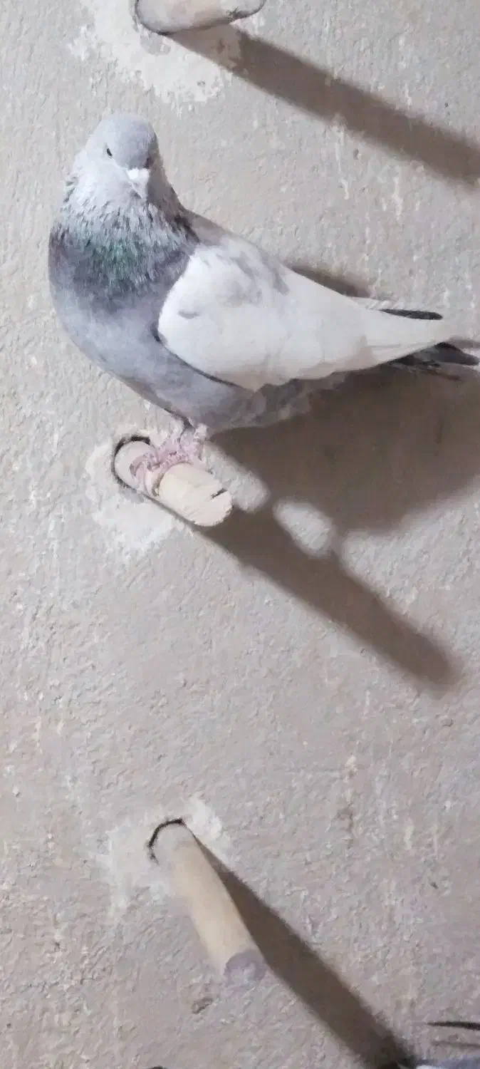 .سینه سبز|پرنده|شیراز, دینکان|دیوار