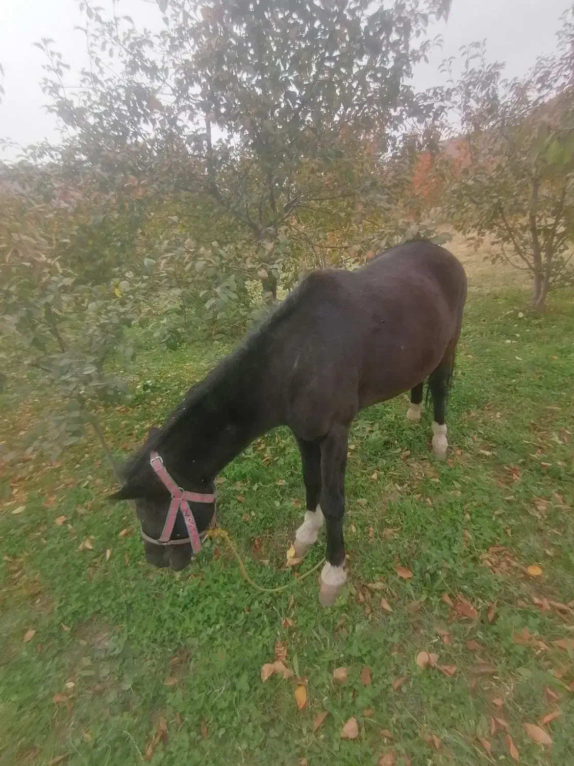 فروش اسب و کره اسب|اسب و تجهیزات اسب‌سواری|چناران, |دیوار