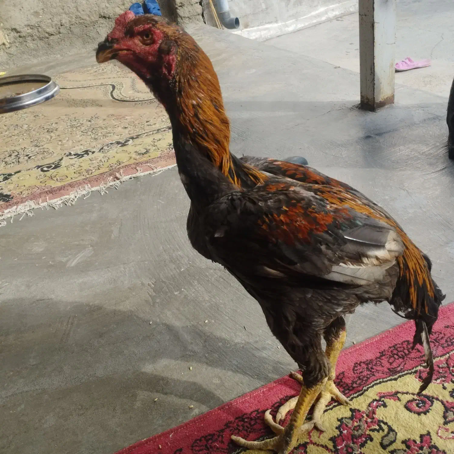 خروس طوس|حیوانات مزرعه|نگین شهر, |دیوار