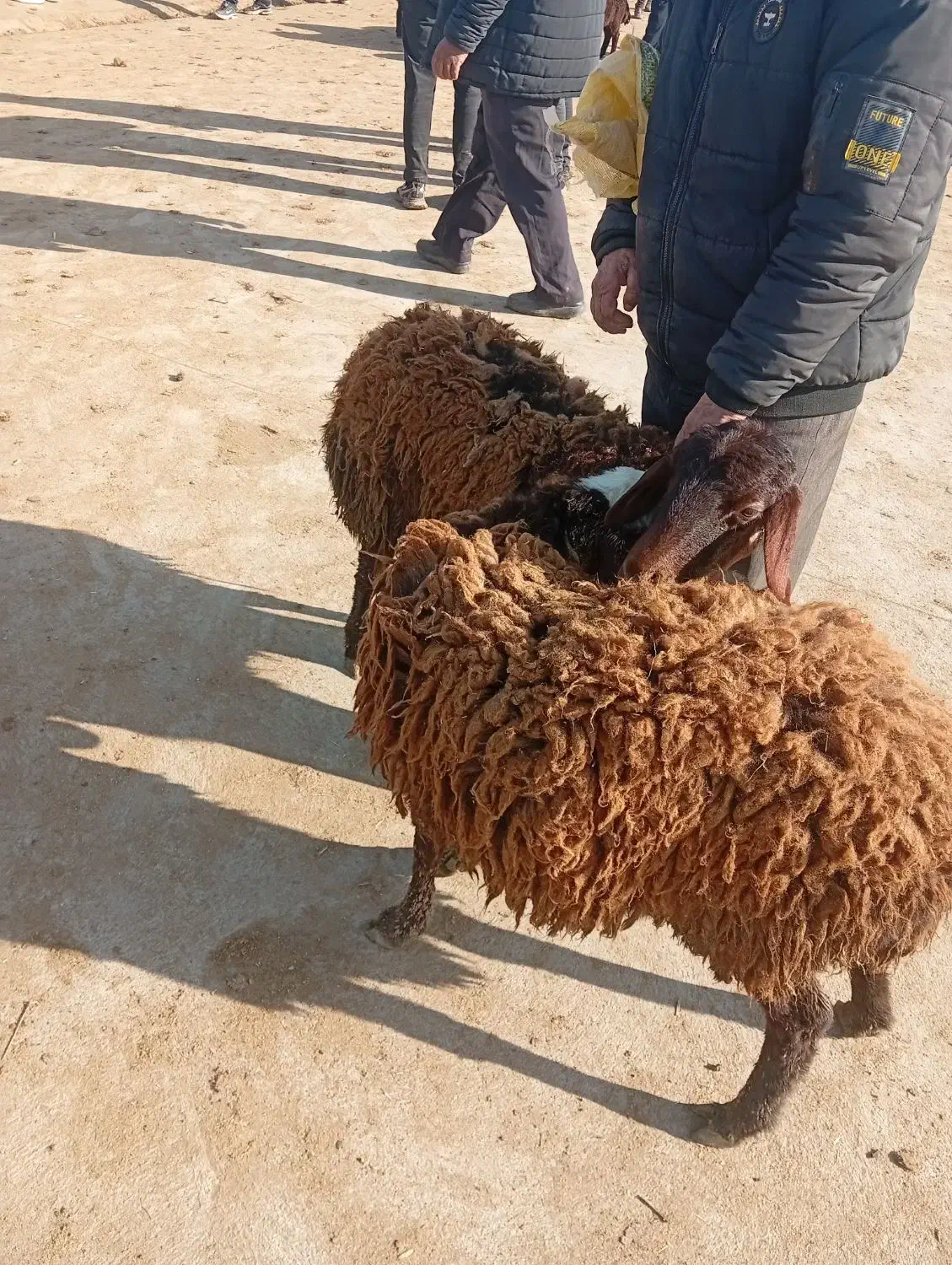 بره ماده|حیوانات مزرعه|نیشابور, فردوس شمالی|دیوار