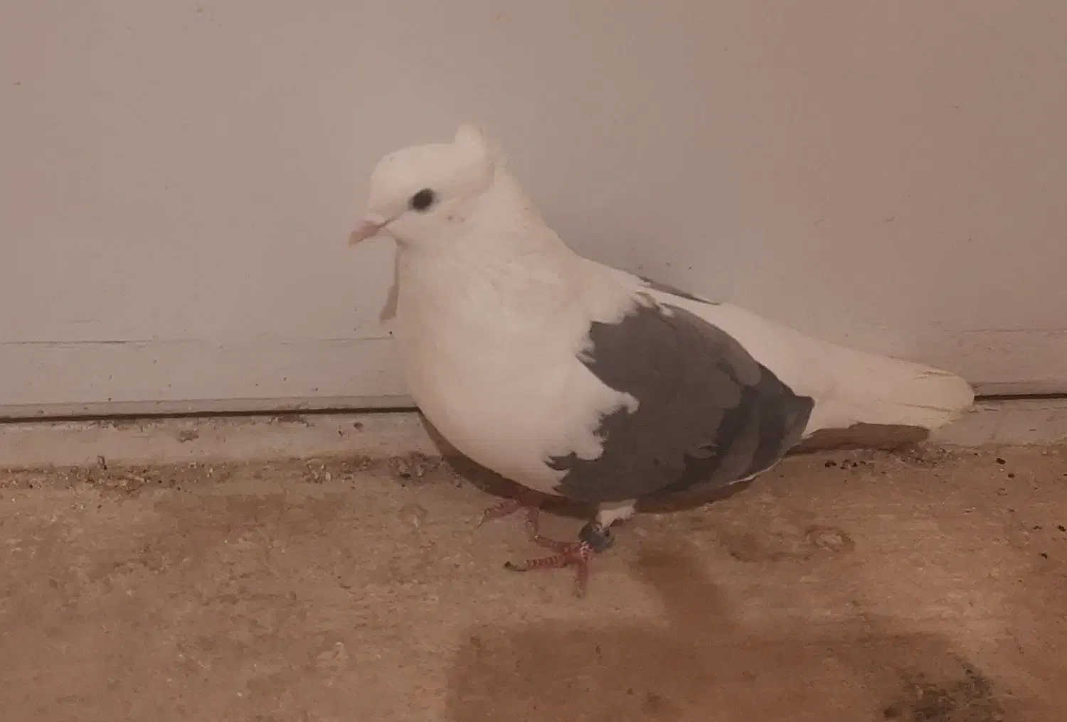 کبوتر|پرنده|برخوار, |دیوار