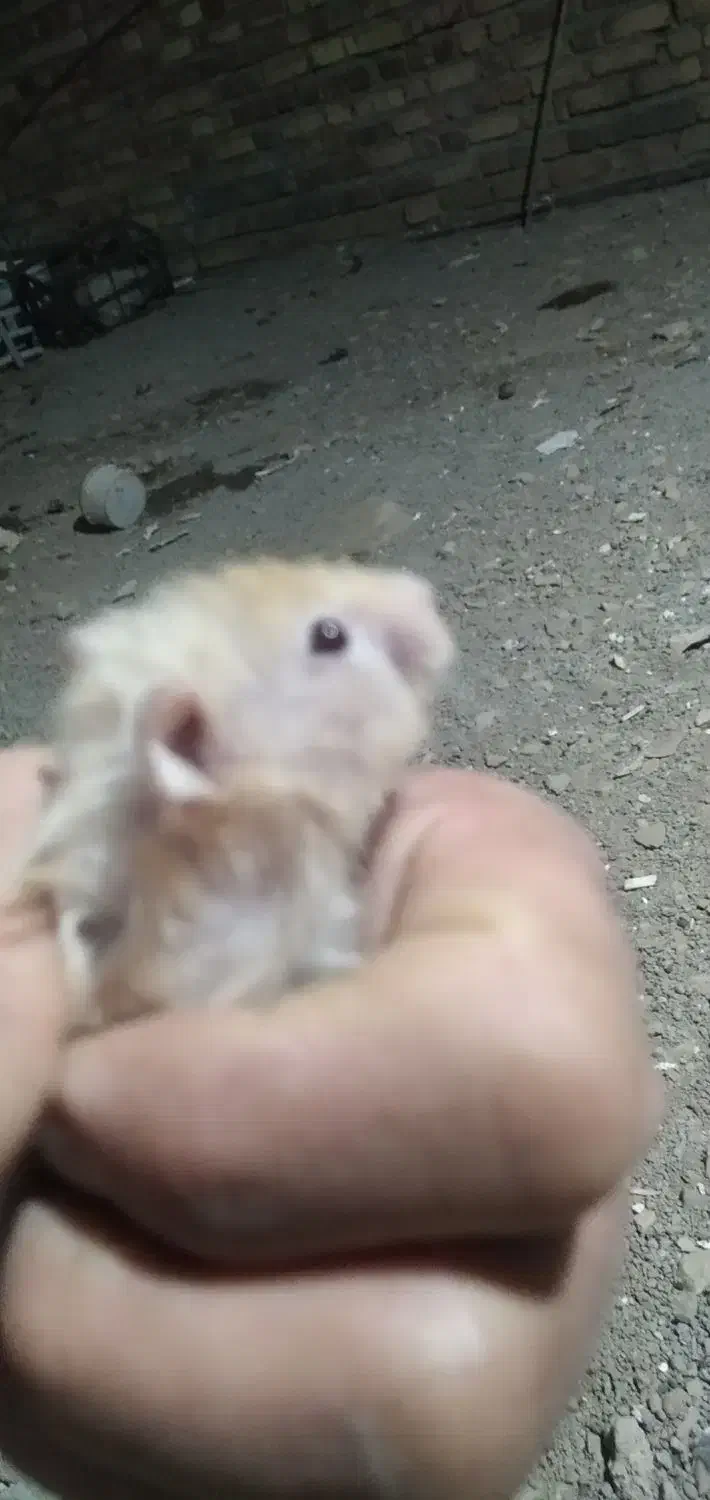 همستر.درحسن.اباد|موش و خرگوش|سنندج, |دیوار