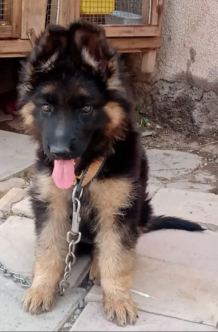 واگذاری سگ ژرمن|سگ|بم, |دیوار