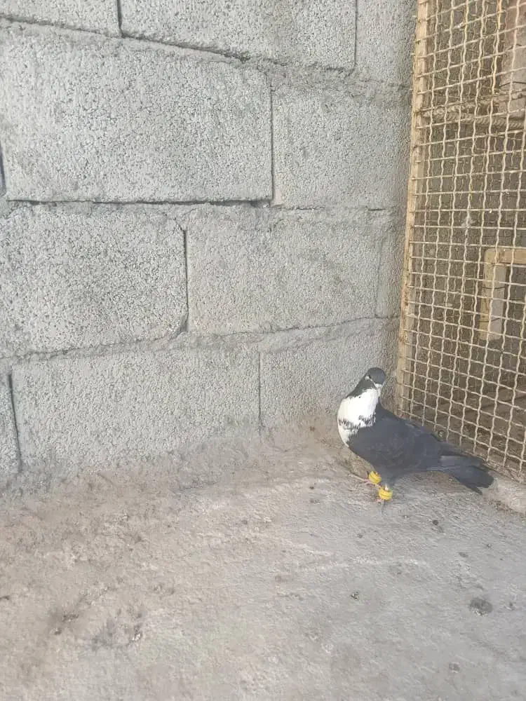 کبوترتاختی|پرنده|ایرانشهر, |دیوار