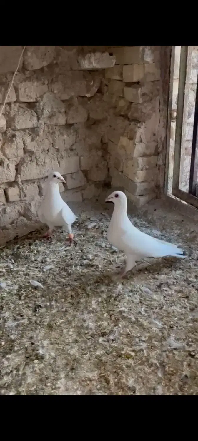 ۸۰۰|پرنده|مروست, |دیوار